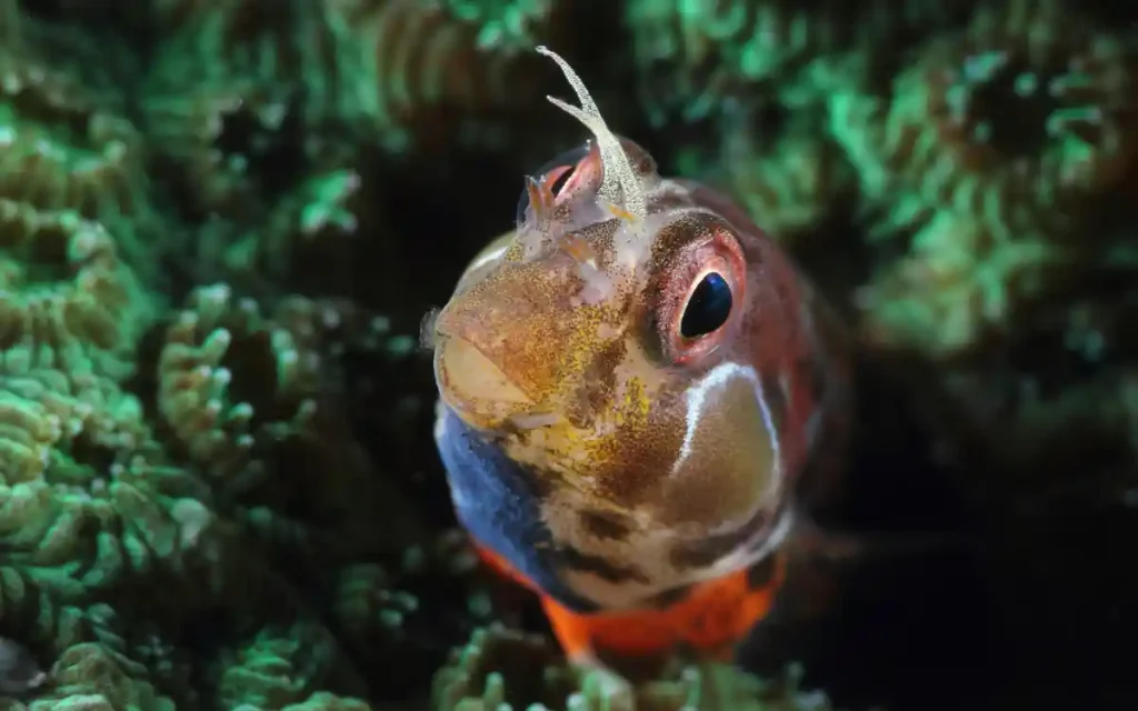 Chaenopsid Blenny