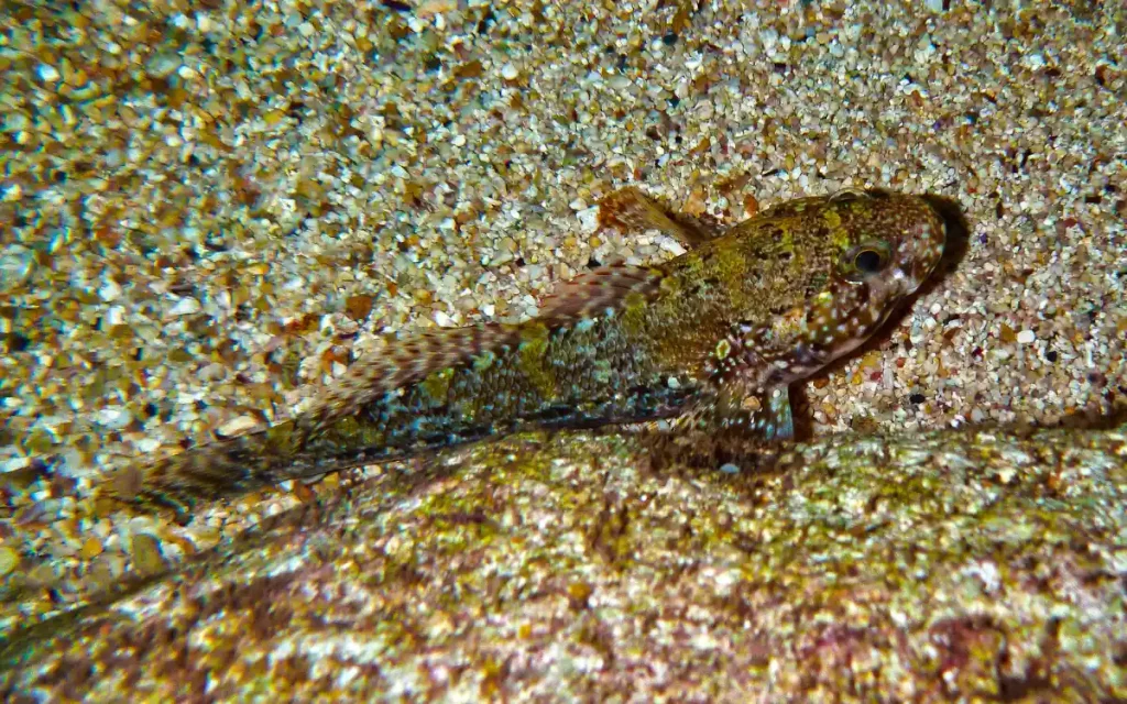 Combtooth Blenny