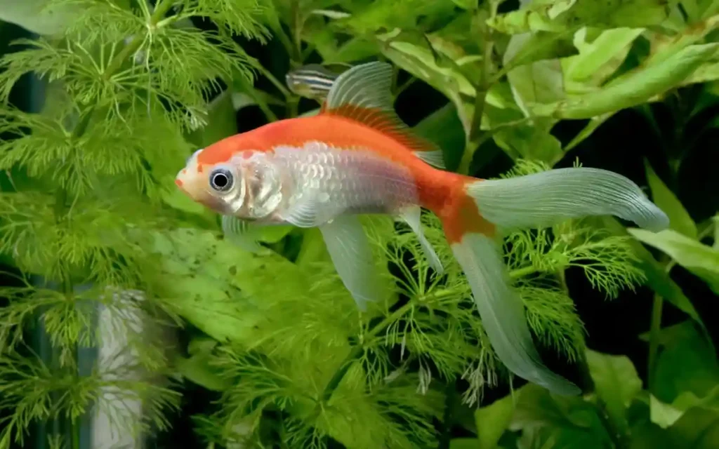 Comet Goldfish