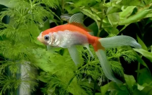 Comet Goldfish