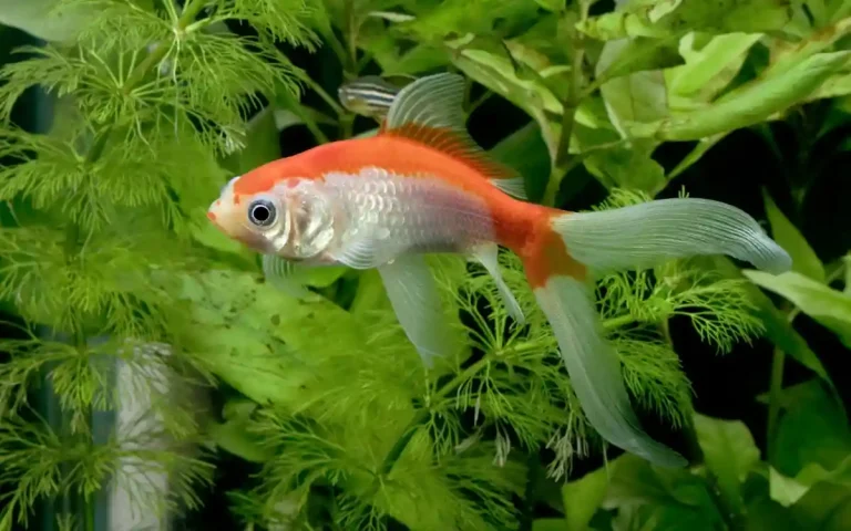 Comet Goldfish