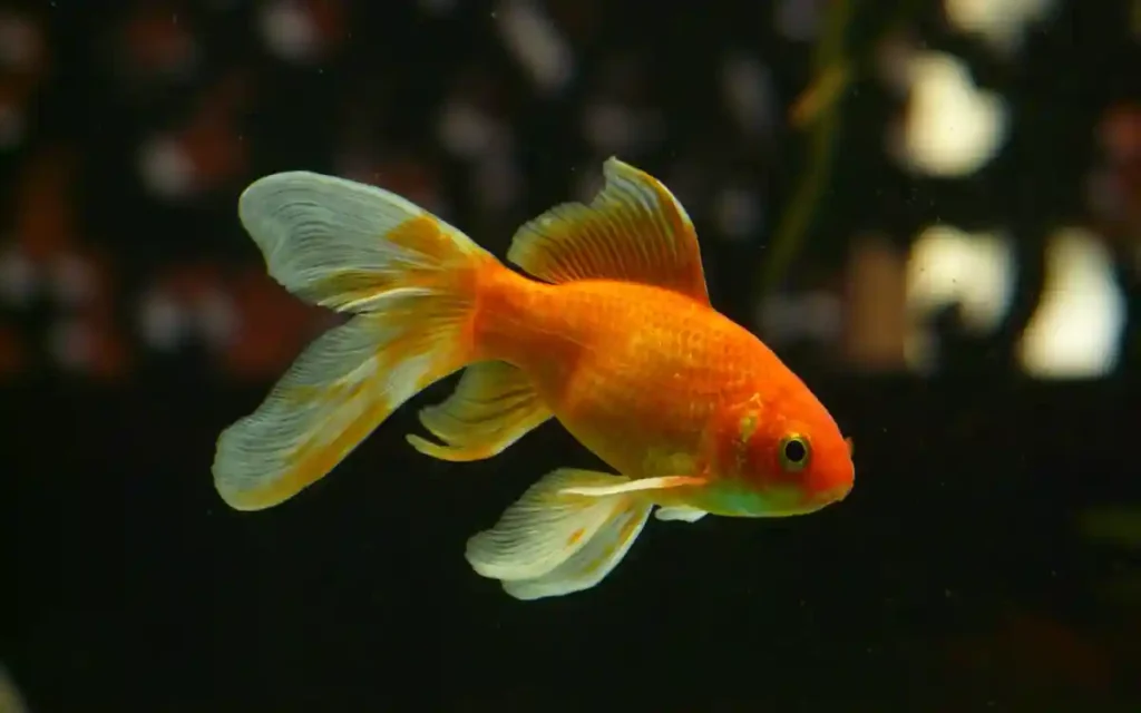 Common Goldfish