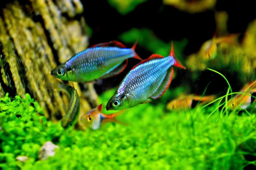 Dwarf Neon Rainbowfish