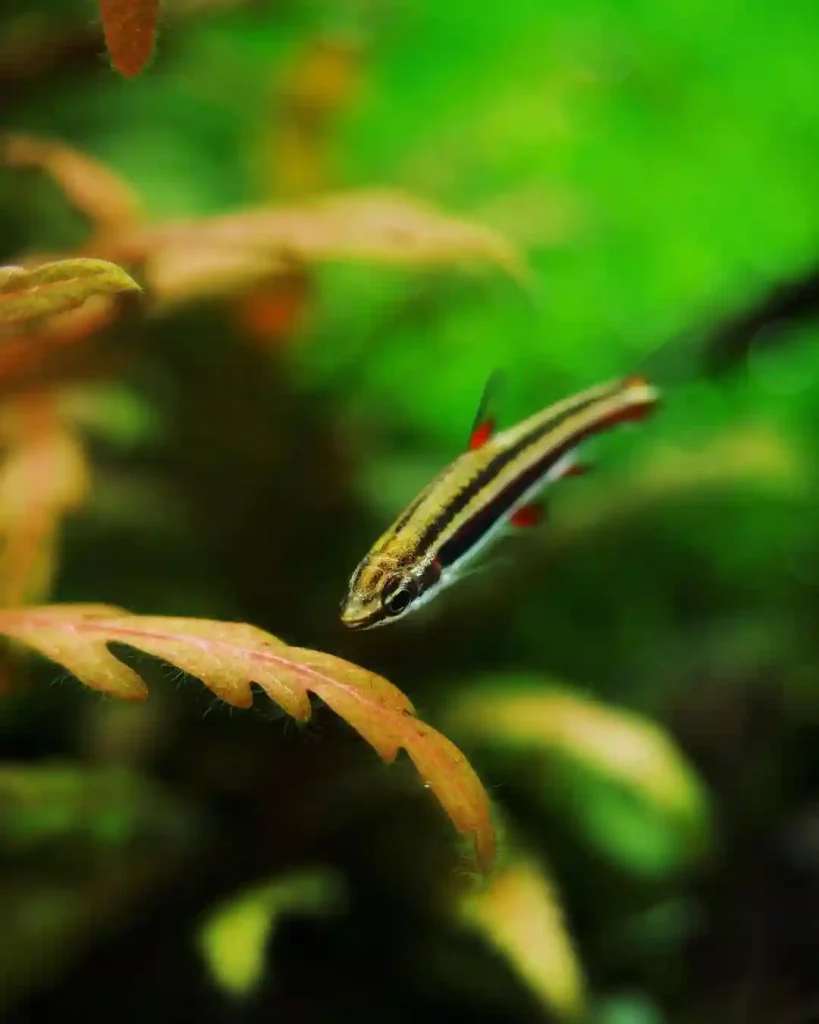 Dwarf Pencilfish aquarium