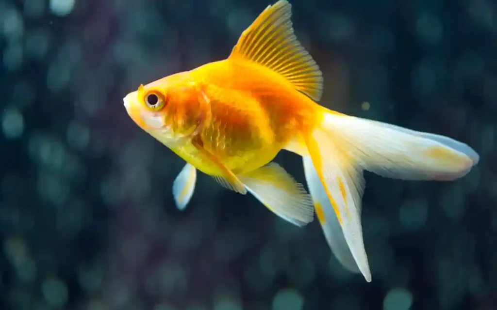 Fantail Goldfish