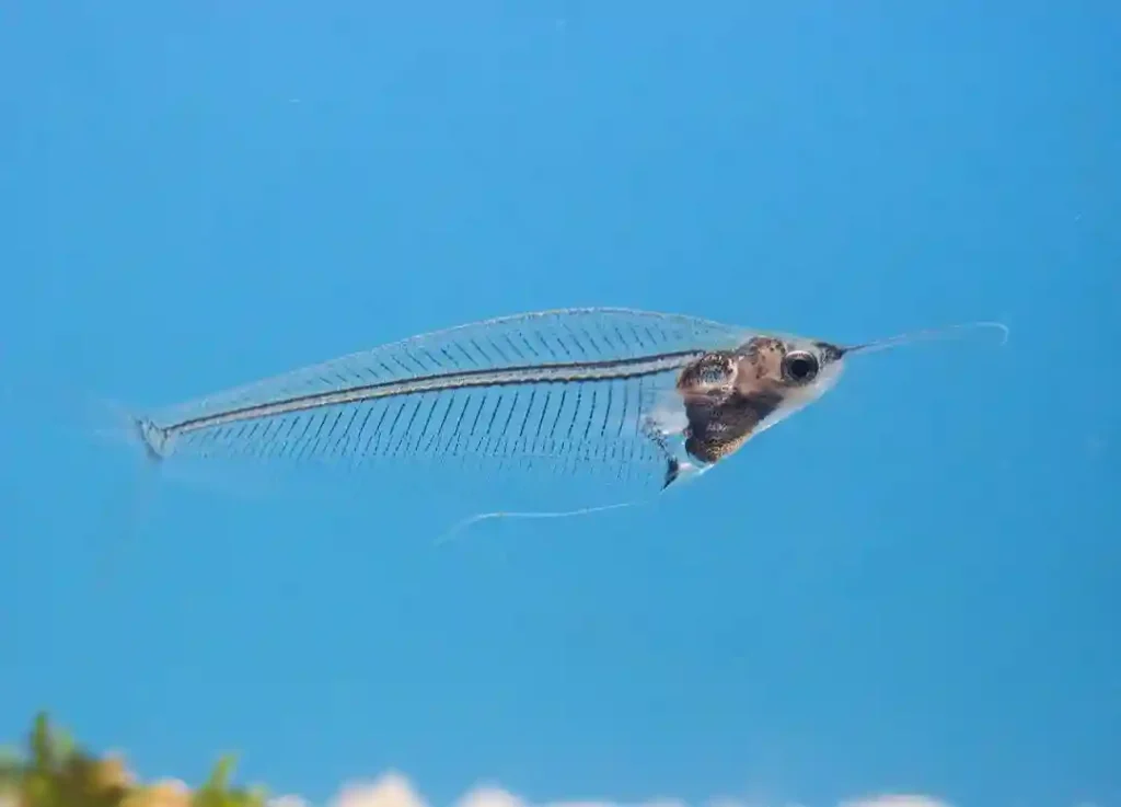 Glass Catfish