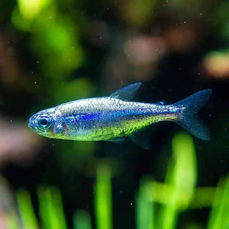 Green Neon Tetra