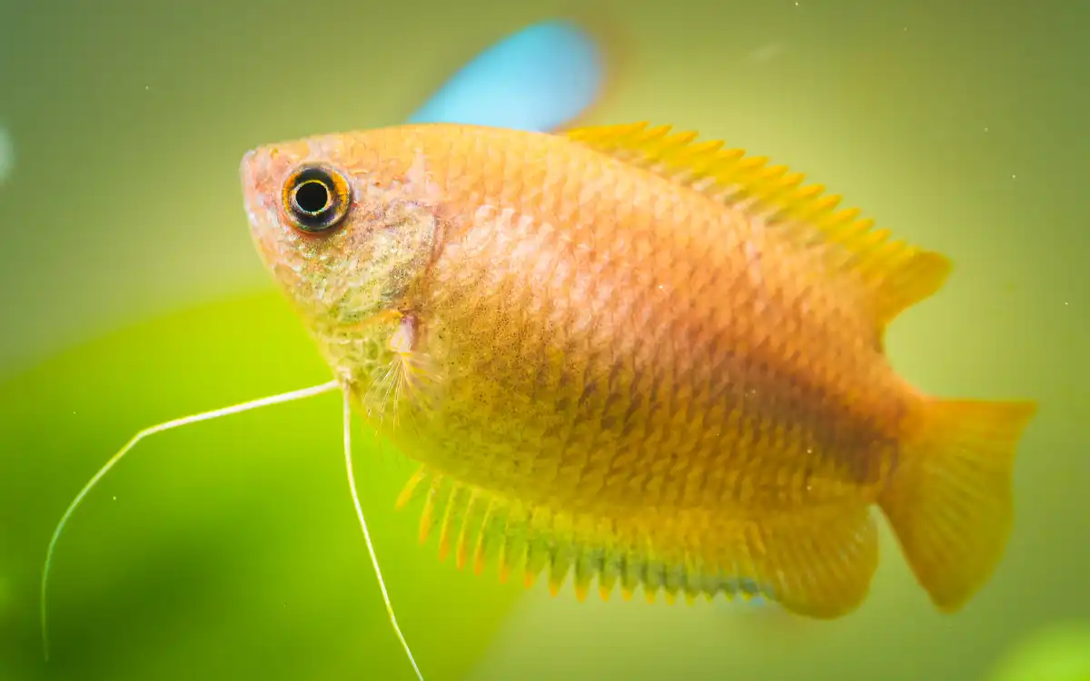 Honey Gourami