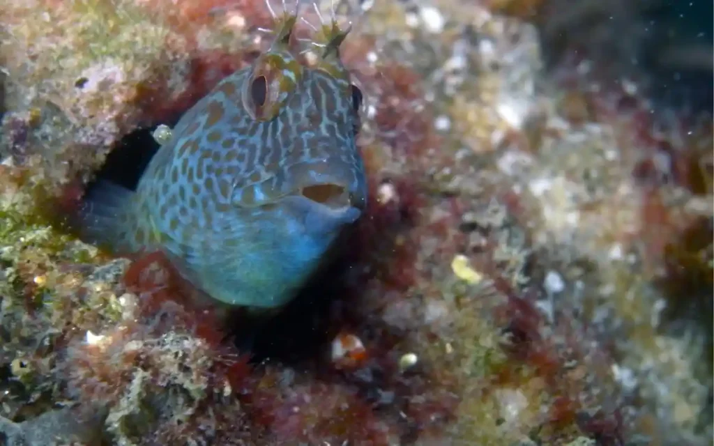 Horned Blenny