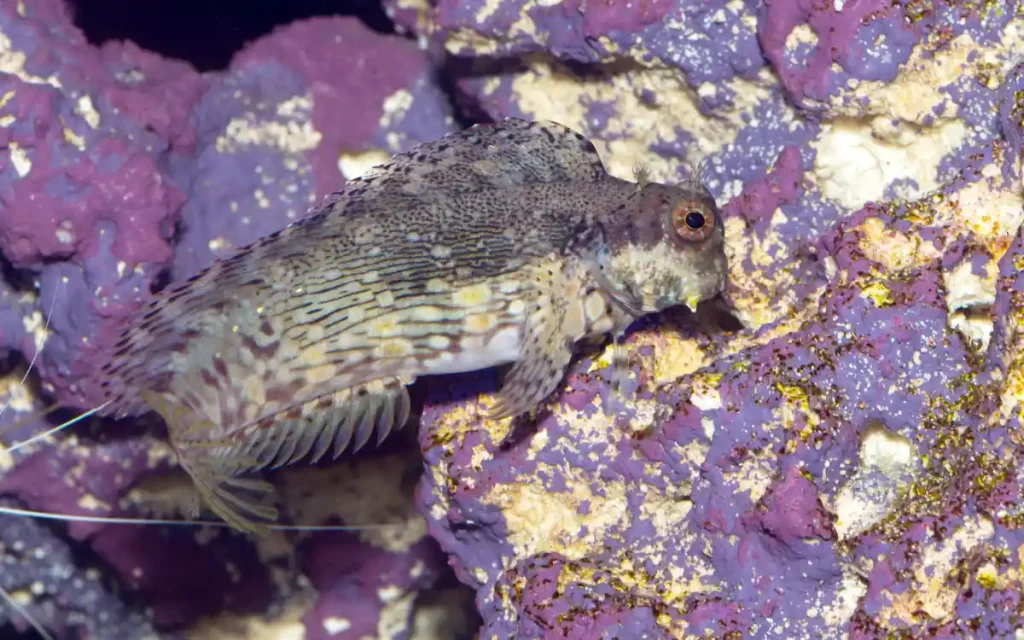 Labrisomid Blenny