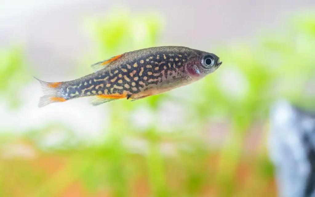 Leopard Danio