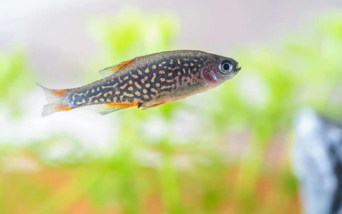 Leopard Danio
