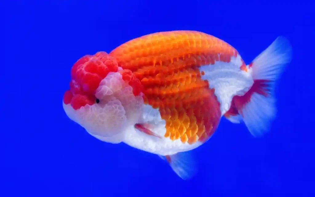 Lionhead Goldfish