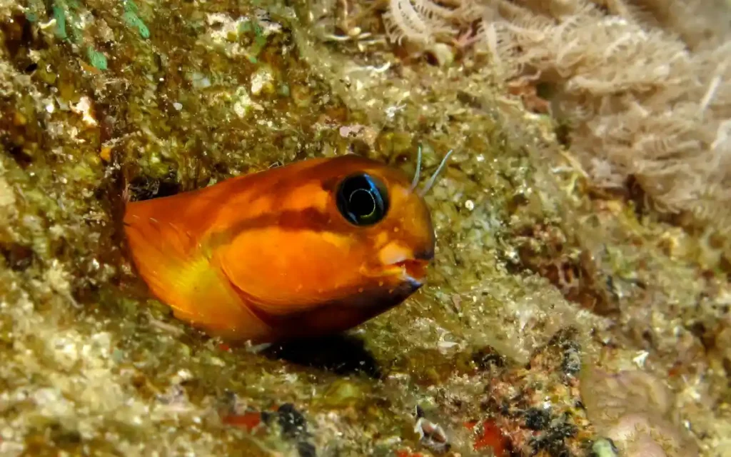 Midas Blenny