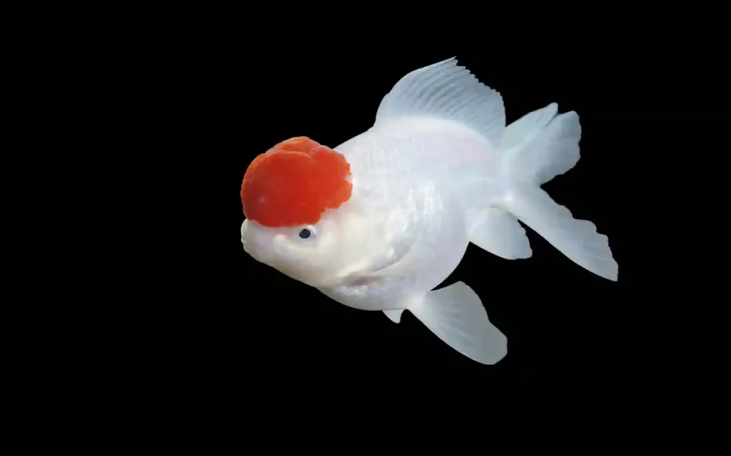 Oranda Goldfish