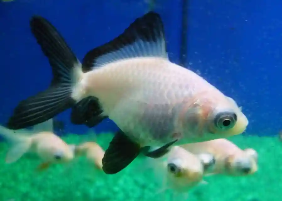 Panda Telescope Goldfish