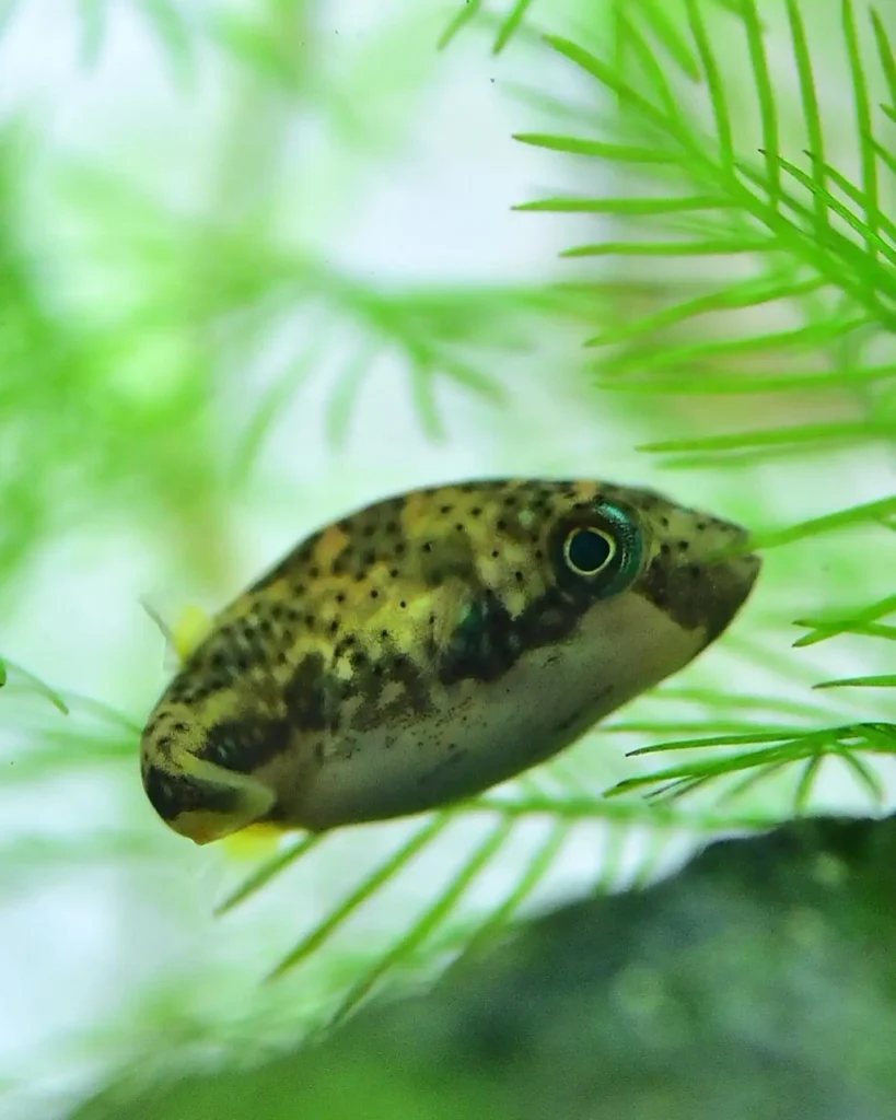 Pea Puffer