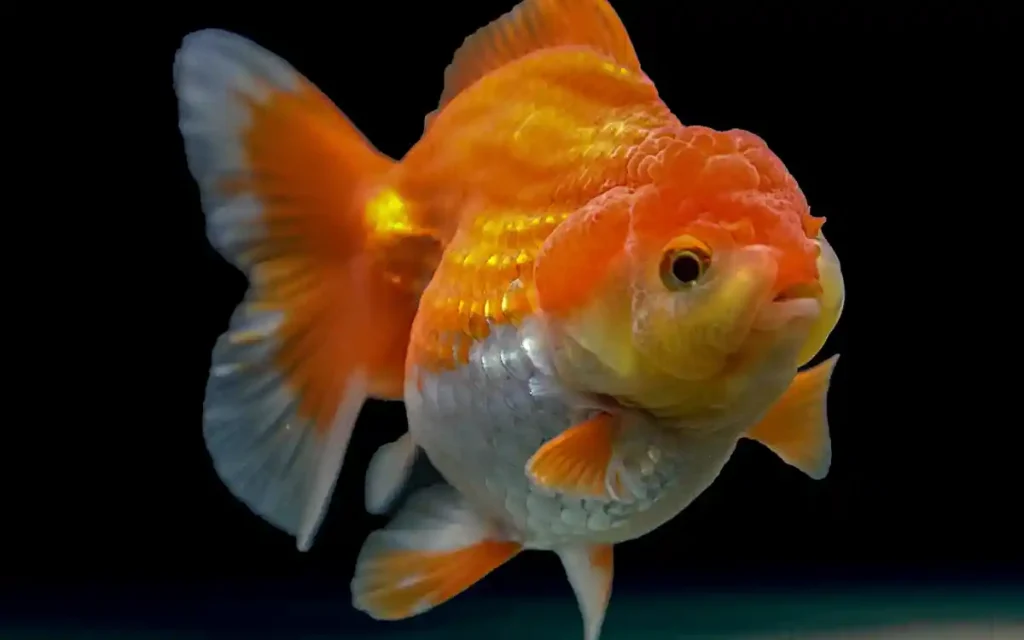 Pearlscale Goldfish
