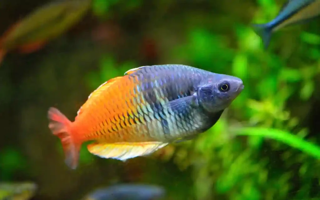 Rainbowfish