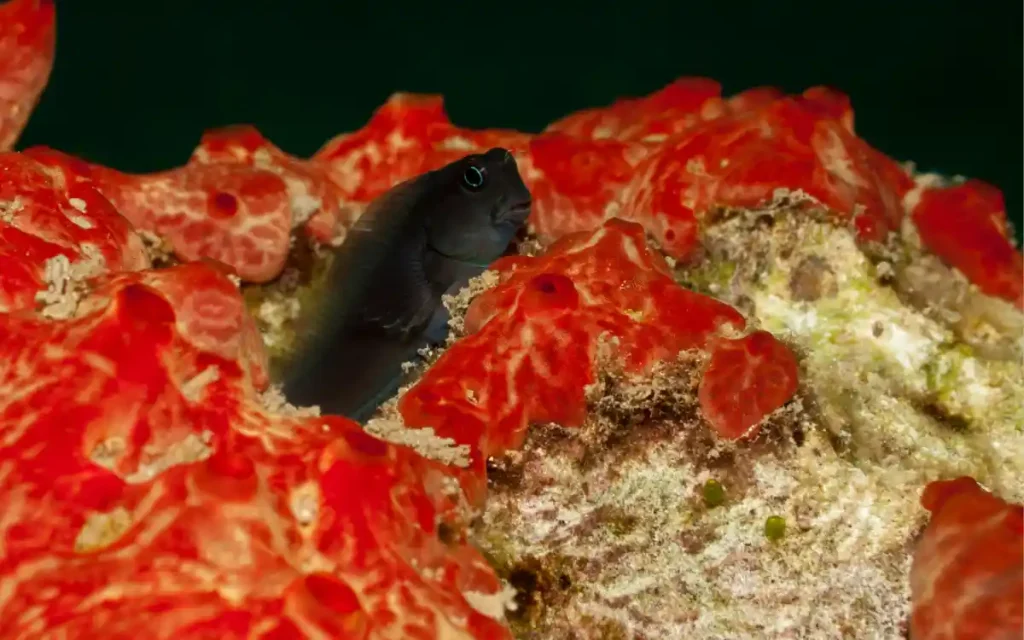 Redlip Blenny