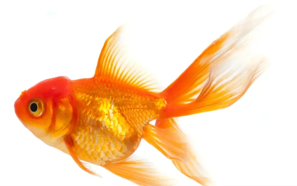 Ryukin Goldfish