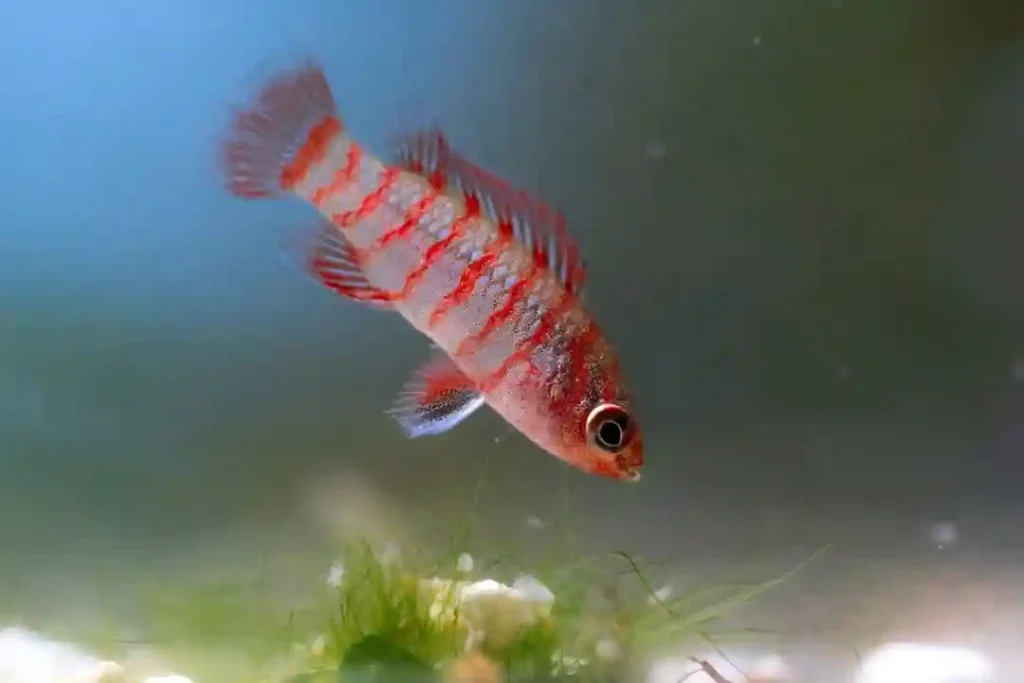 Scarlet Badis