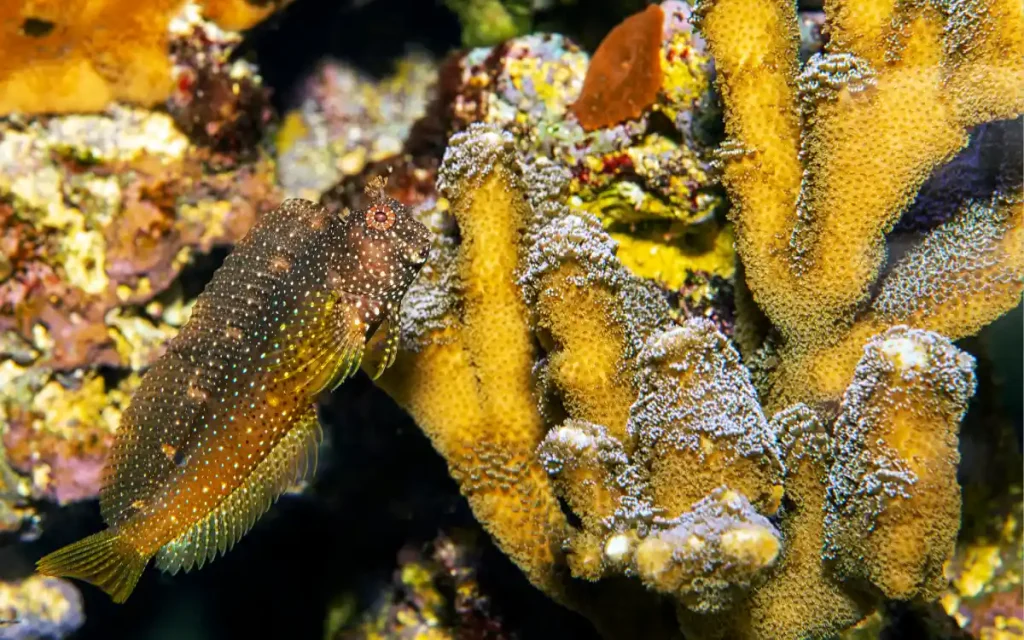 Starry Blenny