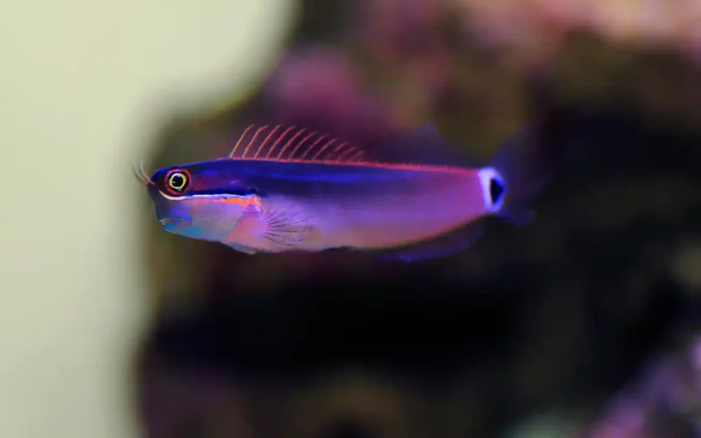 Tailspot Blenny