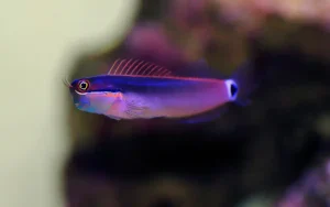 Tailspot Blenny