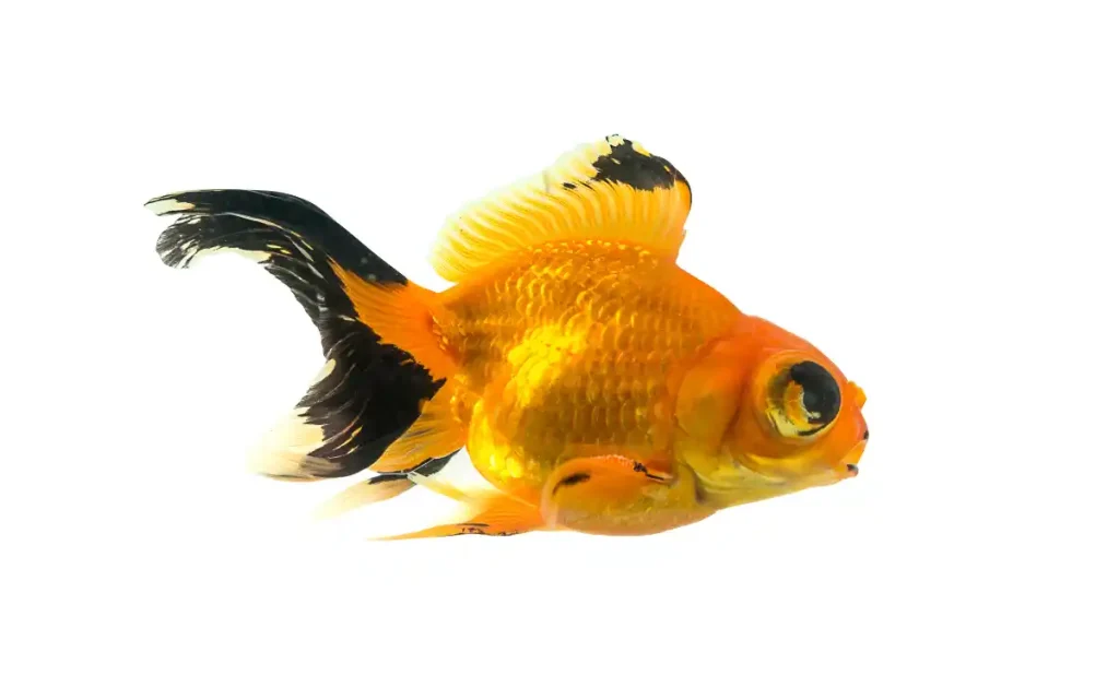 Telescope Goldfish