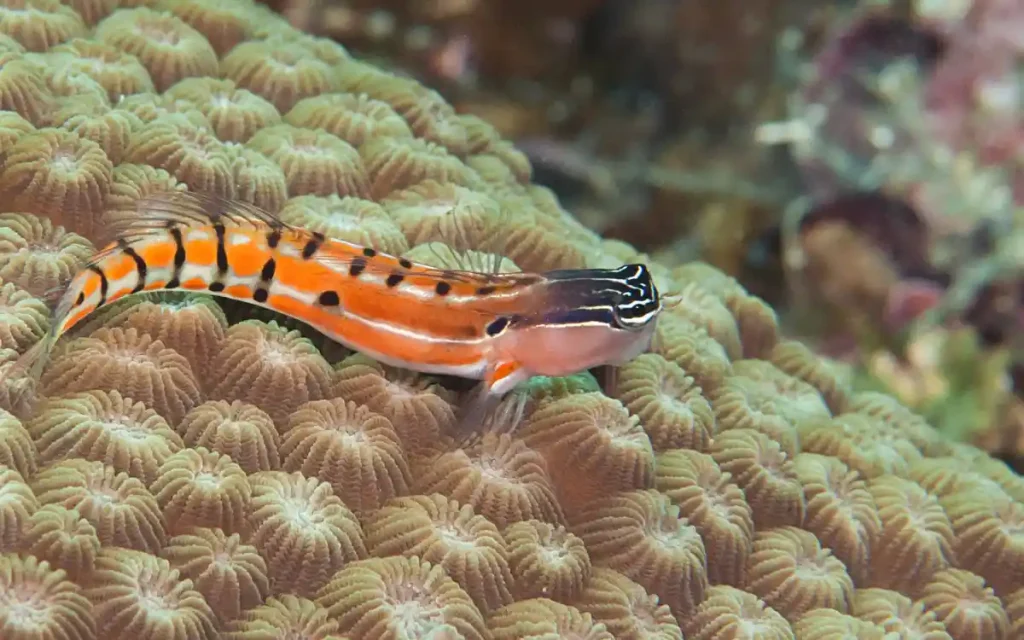 Threefin Blenny