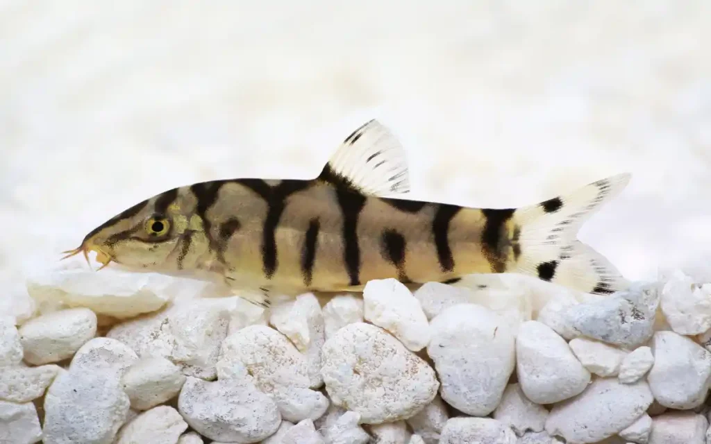 Yoyo Loach