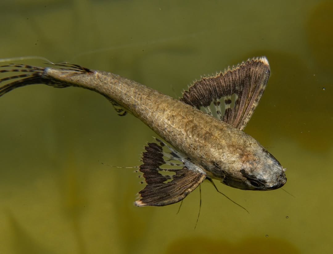 African ButterflyFish