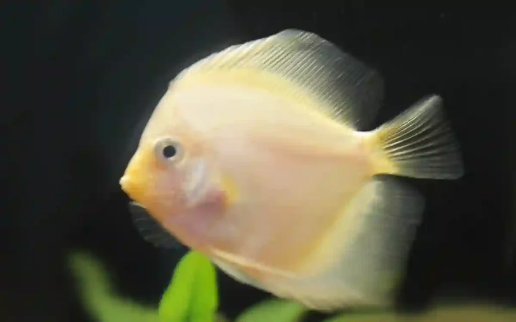Albino Discus