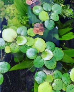 Amazon Frogbit