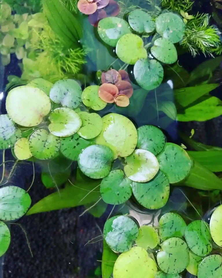 Amazon Frogbit