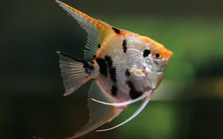 Angelfish tank mates