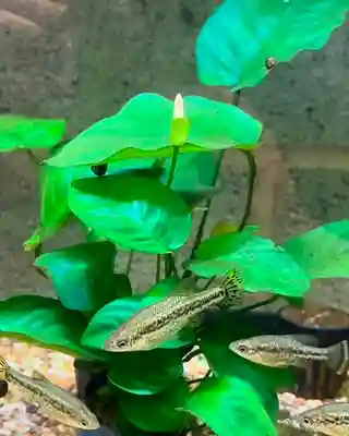 Anubias Varieties