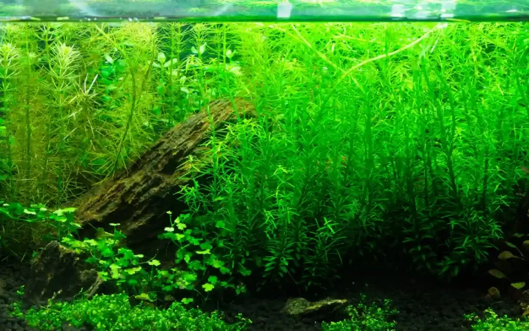Aquarium Plants Guide: Types, Care, and Aquascaping Tips