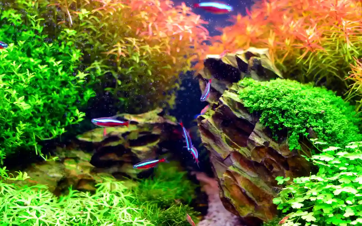 Aquascaping for Beginners: Complete Guide to Plants, Styles & Setup