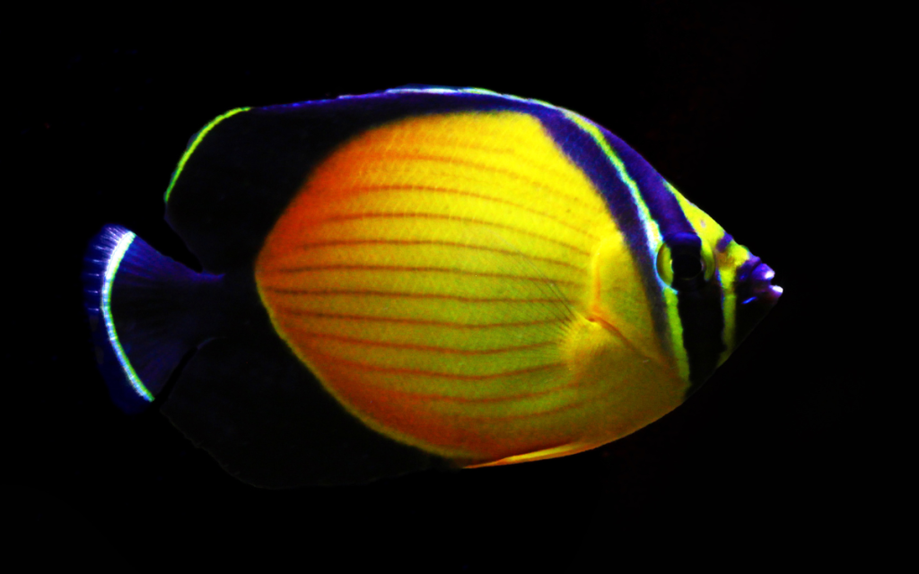 Arabian Butterflyfish