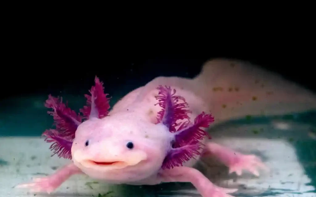 Axolotls