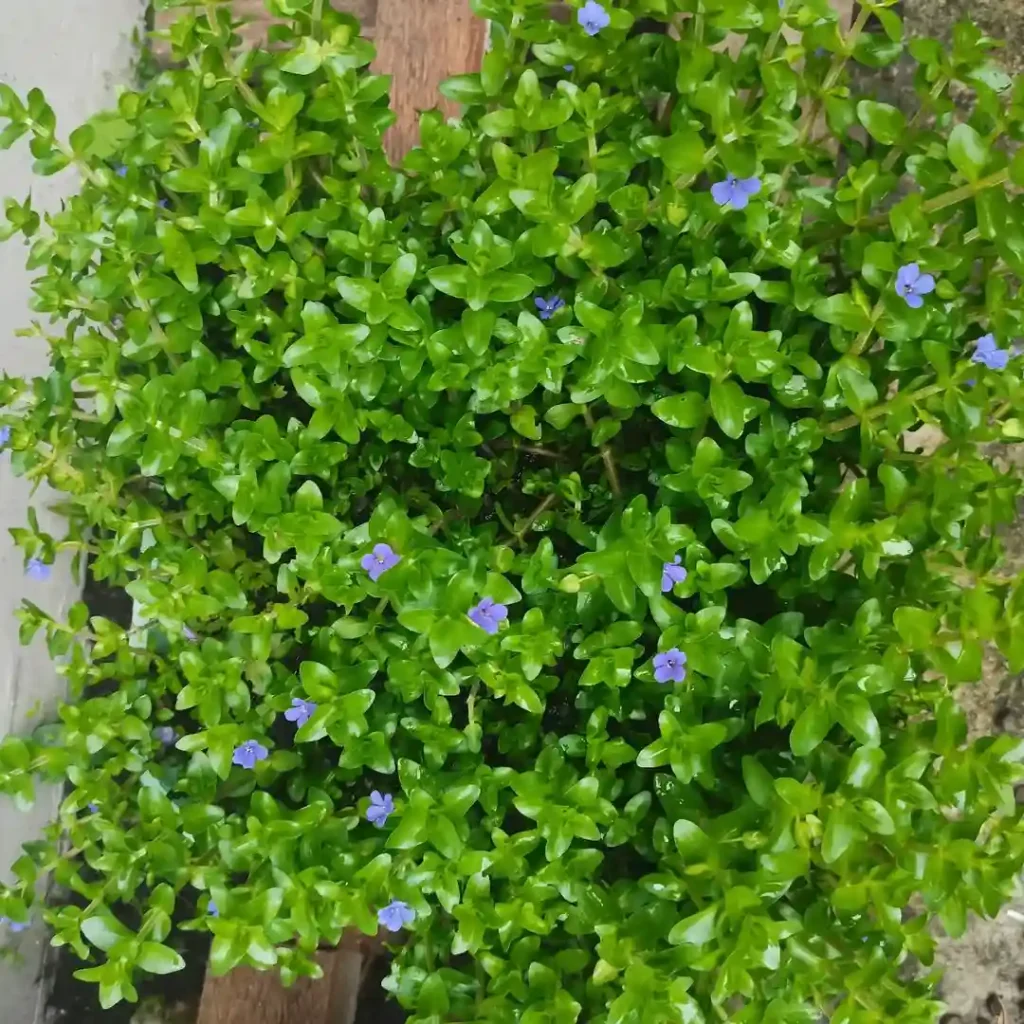 Bacopa Caroliniana