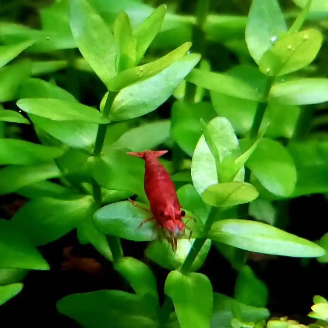 10 Best Plants for Your Betta Fish Tank