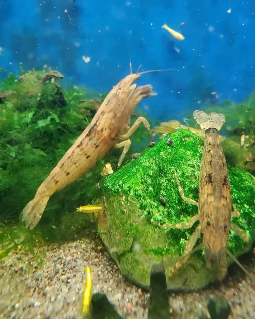 Bamboo Shrimp
