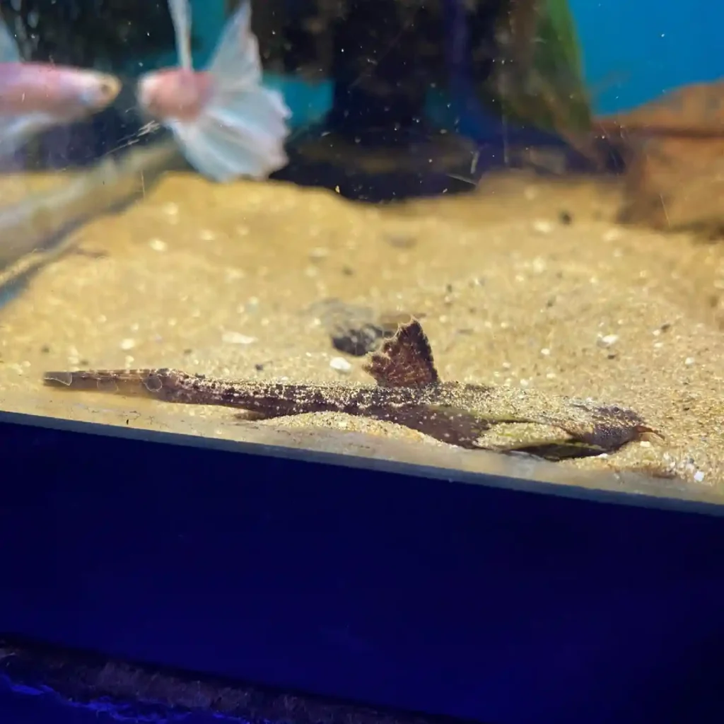 Banjo Catfish