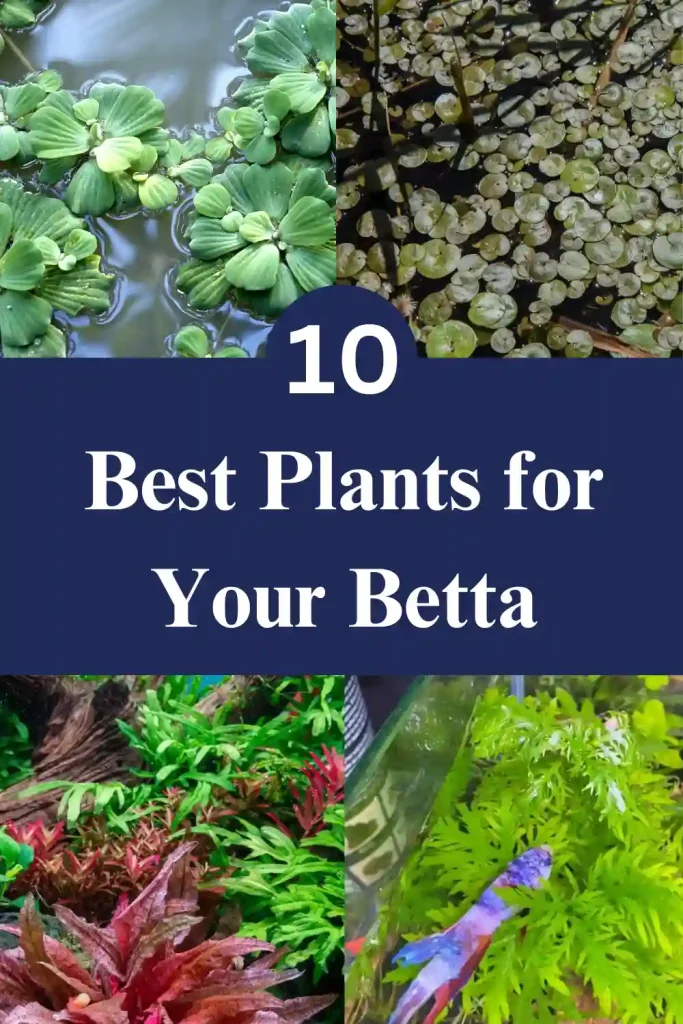 Best Plants for Your Betta