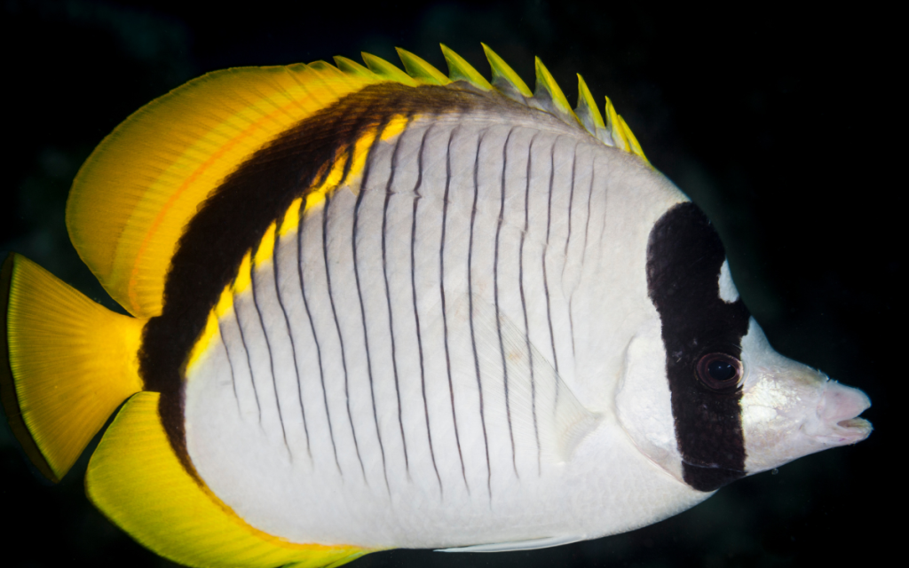 Black Back Butterflyfish