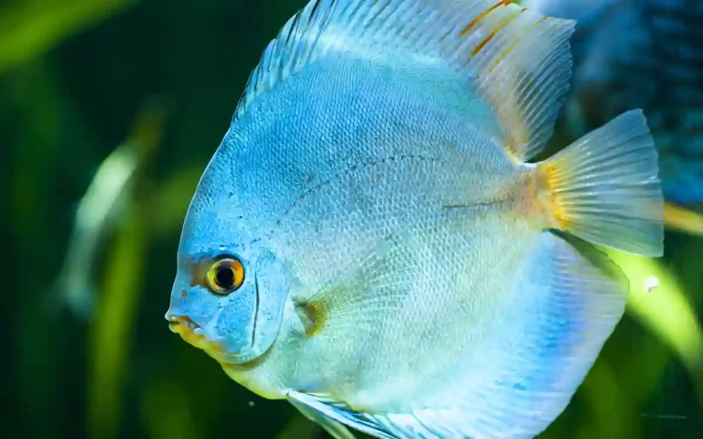 Blue Diamond Discus