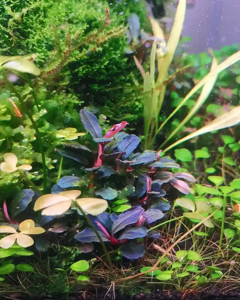 Bucephalandra